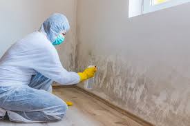 Why You Should Choose Our Mold Remediation Services in Eleele, HI