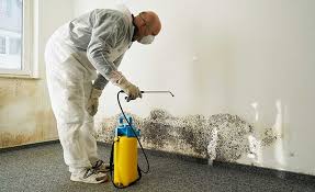 Mold Remediation for Vacation Homes